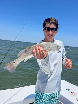 Cobia Fishing in Hatteras, North Carolina