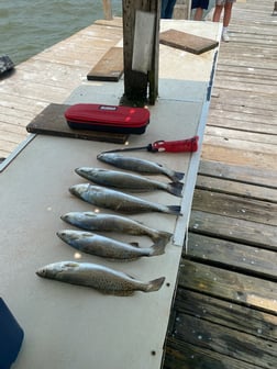 Speckled Trout / Spotted Seatrout fishing in Texas City, Texas