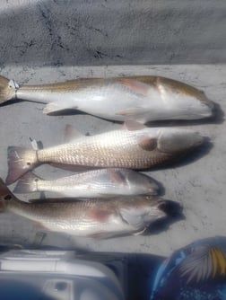 Fishing in Corpus Christi, Texas