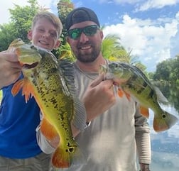 Peacock Bass Fishing in Palmetto Bay, Florida