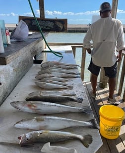 Speckled Trout / Spotted Seatrout Fishing in Galveston, Texas