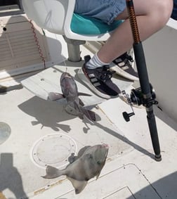 Black Seabass Fishing in St. Marys, Georgia