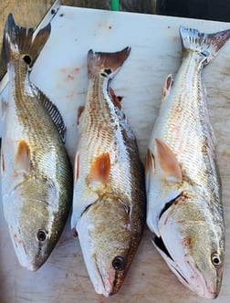 Fishing in Port Orange, Florida