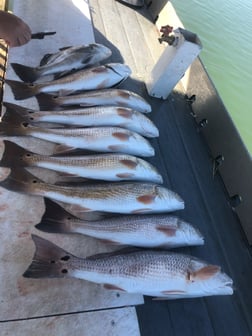 Redfish Fishing in Rockport, Texas