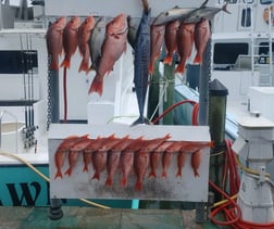 Red Snapper, Vermillion Snapper Fishing in Destin, Florida