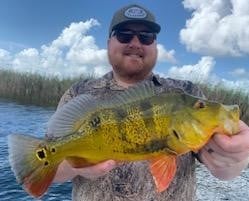 Peacock Bass Fishing in Palmetto Bay, Florida