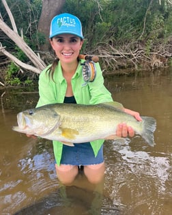 Largemouth Bass fishing in Graford, Texas