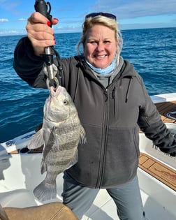 Gag Grouper Fishing in Little River, South Carolina