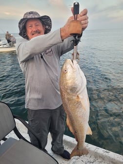 Black Drum, Redfish Fishing in Port O'Connor, Texas