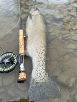 Rainbow Trout Fishing in Conneaut, Ohio