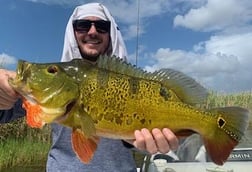 Peacock Bass Fishing in Palmetto Bay, Florida