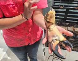 Crab Fishing in Steinhatchee, Florida