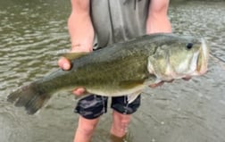 Largemouth Bass fishing in Graford, Texas