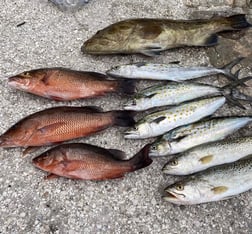 Mangrove Snapper fishing in Holmes Beach, Florida