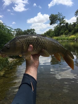 Carp fishing in Austin, Texas