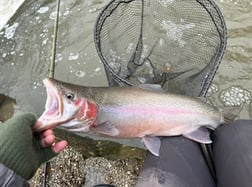 Rainbow Trout Fishing in Conneaut, Ohio