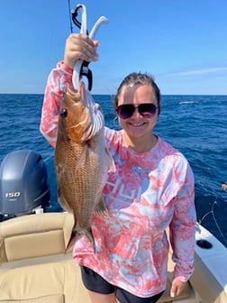 Little Tunny / False Albacore, Triggerfish, Vermillion Snapper Fishing in Niceville, Florida