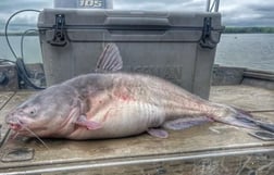 Blue Catfish Fishing in Dallas, Texas