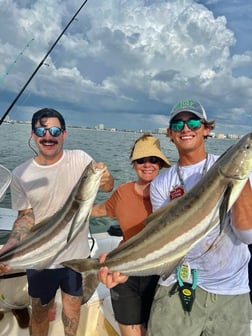 Snook Fishing in Sarasota, Florida