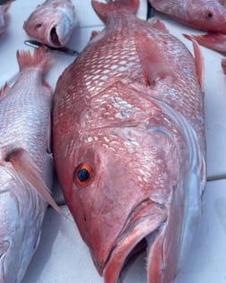 Red Snapper Fishing in Clearwater, Florida