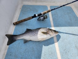 Striped Bass Fishing in Trails End Road, Wilmington, N, North Carolina