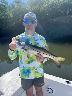 Snook Fishing in Tampa, Florida