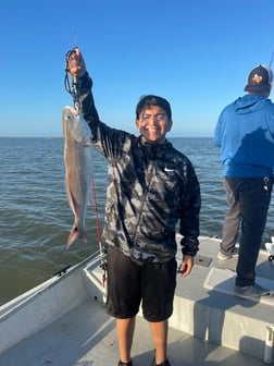 Black Drum, Sheepshead Fishing in Palacios, Texas