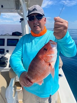 Little Tunny / False Albacore, Triggerfish, Vermillion Snapper Fishing in Niceville, Florida