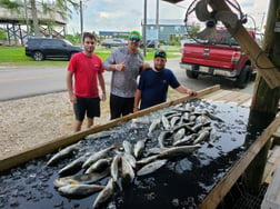 Flounder, Speckled Trout / Spotted Seatrout fishing in Yscloskey, Louisiana