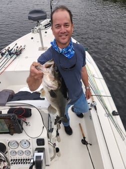 Peacock Bass Fishing in Wellington, Florida