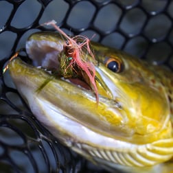 Brown Trout Fishing in Johnson City, Tennessee