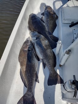 Speckled Trout / Spotted Seatrout Fishing in Oak Hill, Florida