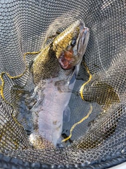 Fishing in Hume, California