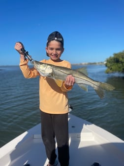 Snook Fishing in Sarasota, Florida