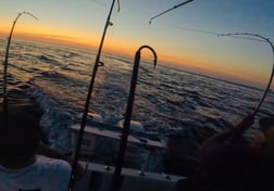 Blackfin Tuna Fishing in Key West, Florida