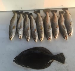 Speckled Trout Fishing in Corpus Christi, Texas