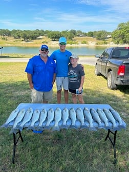 Striped Bass Fishing in Whitney, Texas