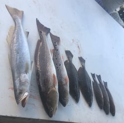 Flounder, Redfish fishing in Pensacola, Florida