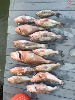 Red Snapper Fishing in Madeira Beach, Florida