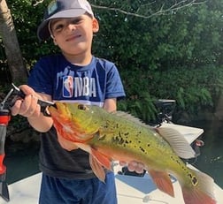 Peacock Bass Fishing in Palmetto Bay, Florida