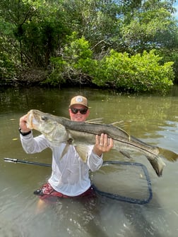 Snook Fishing in Tampa, Florida