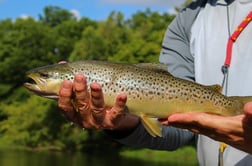 Brown Trout fishing in Johnson City, Tennessee