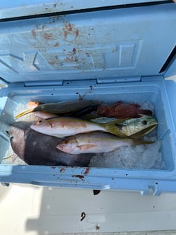 Mahi Mahi, Red Grouper, Triggerfish, Yellowtail Snapper Fishing in Key Largo, Florida