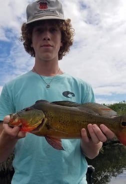 Peacock Bass Fishing in Fort Lauderdale, Florida