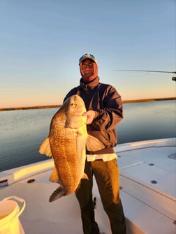 Redfish, Sheepshead, Speckled Trout / Spotted Seatrout Fishing in Yscloskey, Louisiana