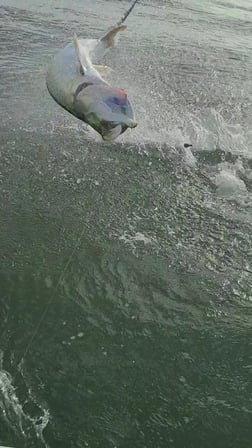 Tarpon fishing in Port O'Connor, Texas