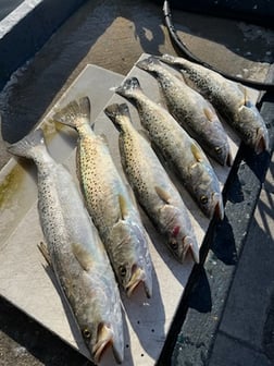 Fishing in Tarpon Springs, Florida