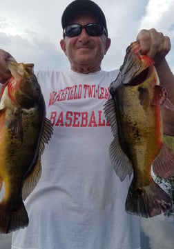 Peacock Bass Fishing in Fort Lauderdale, Florida