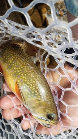 Rainbow Trout fishing in Roanoke, Virginia