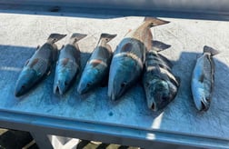 Fishing in Mount Pleasant, South Carolina